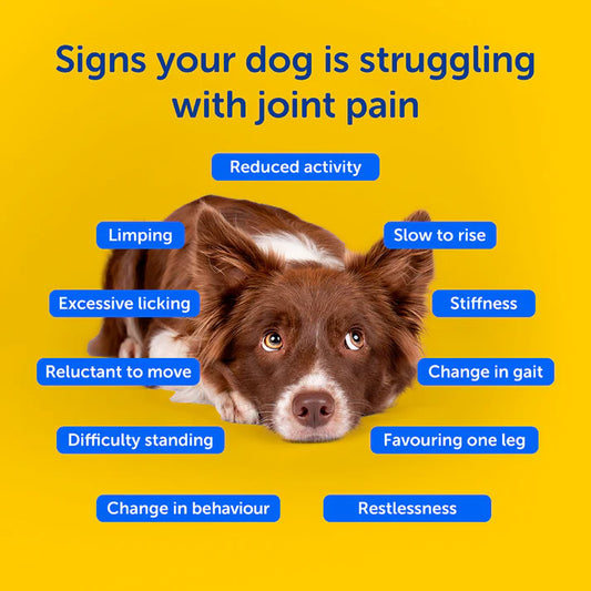 Zooomy Hyaluronic Acid Joint Care Dogs